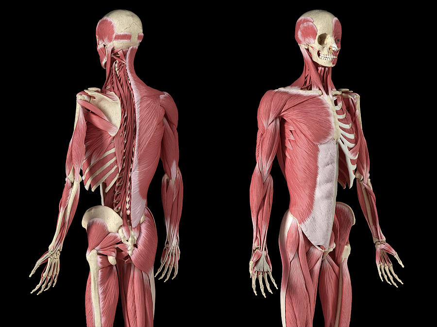 BONE FORMATION AND CLOTHING OF BONES WITH FLESH