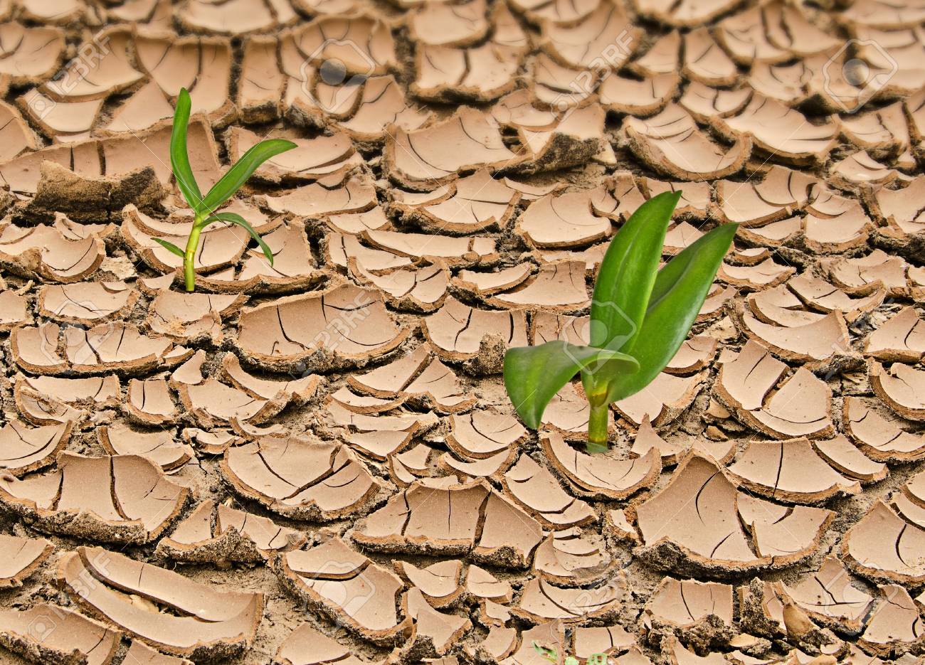 SOIL THAT VIBRATES AND SWELLS AS IT COMES TO LIFE