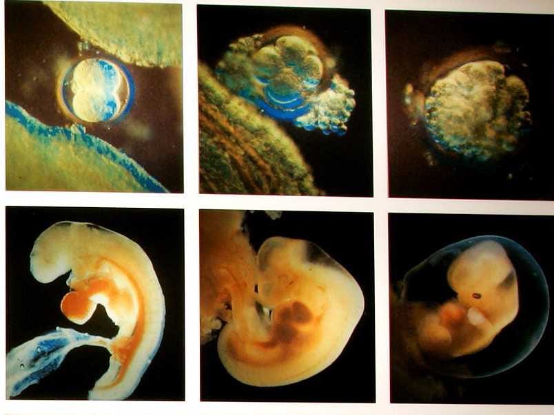 THE STAGES OF CREATION AND THE HUMAN BEING