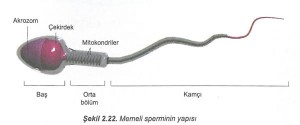 Memeli sperminin yapısı Memeli sperminin yapısı