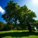 Tree Tree