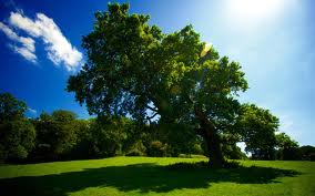 TREE AND PLANT