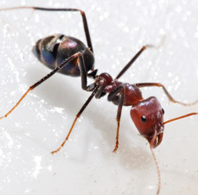 ants_featured
