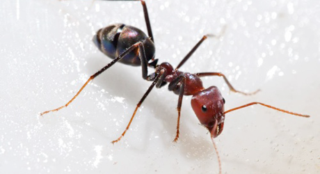 ants_featured