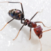 ants_featured