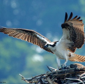 birds