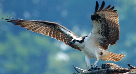 birds