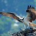 birds birds