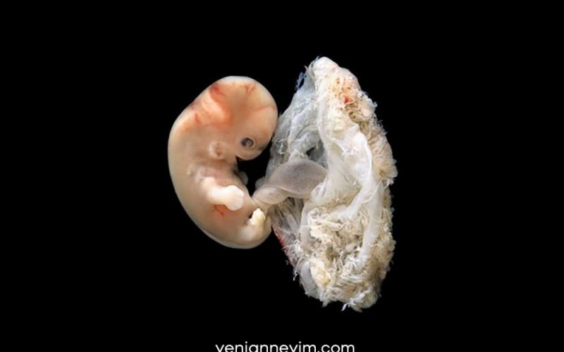 RAHİM DUVARINDA ASILI DURURKEN Quran Miracles RAHİM DUVARINDA ASILI DURURKEN Quran Miracles
