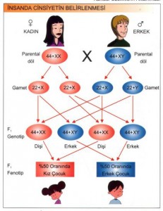 Çocuğun cinsiyetinin oluşması Çocuğun cinsiyetinin oluşması
