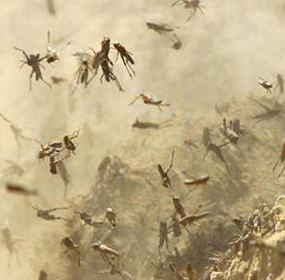 locusts locusts
