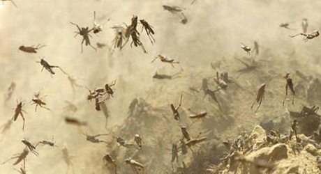 locusts-460x250.png