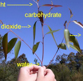 photosynthesis_featured photosynthesis_featured