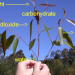 photosynthesis_featured photosynthesis_featured