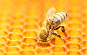 FEMALE HONEYBEE, BUILDER OF HER OWN CELL